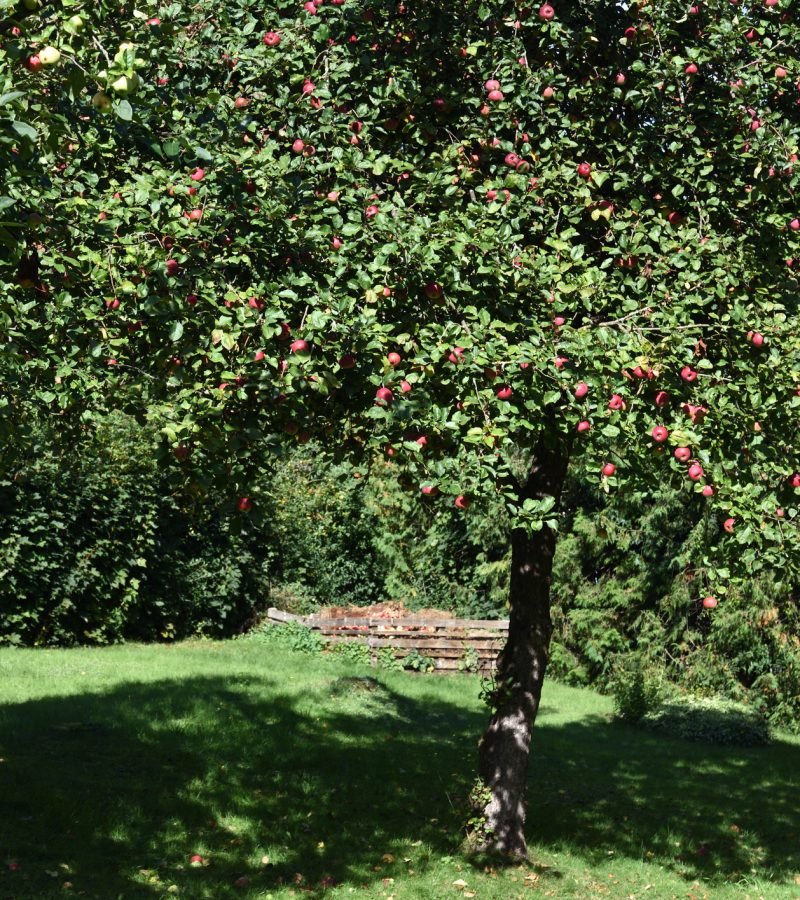 Apfelbaum schneiden Obstbaumschnitt Baumpflege Rüsselsheim